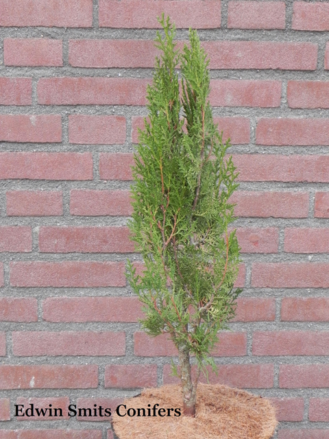 Platycladus orientalis 'Filips Green Spire'